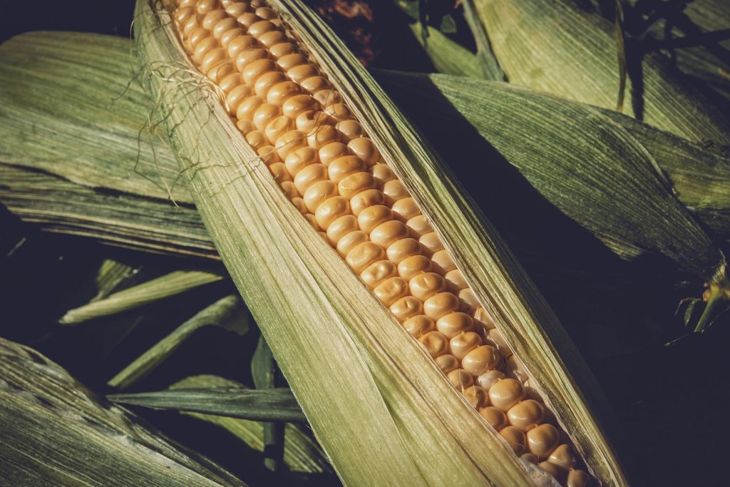agroécologie
